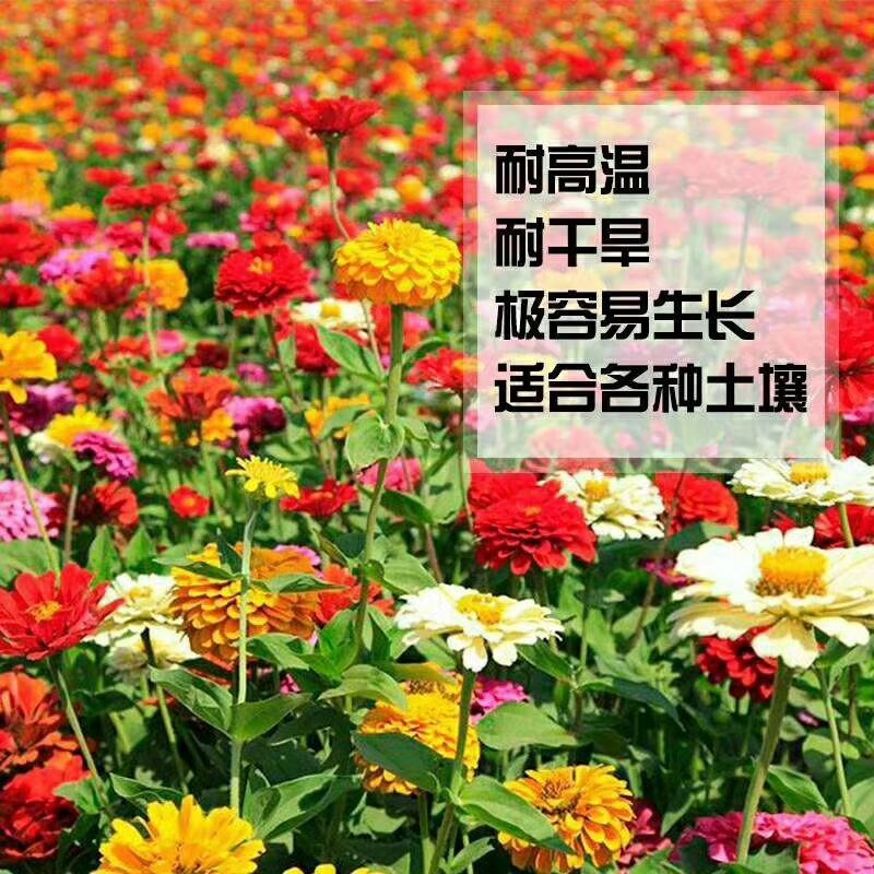 四季播种野花组合种子多年生花种子四季开花籽花卉种子花海绿