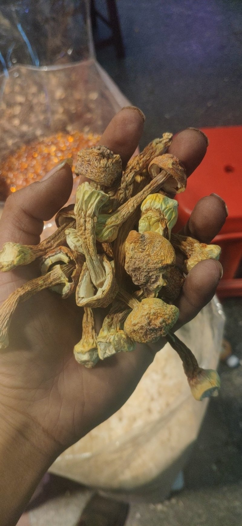 姬松茸