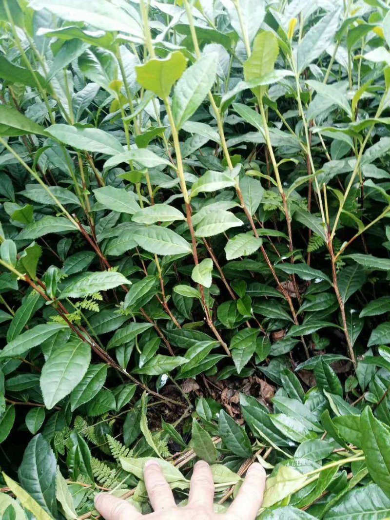 优质茶苗出售，福选九号，福鼎大白，名选131，蒙山九号等