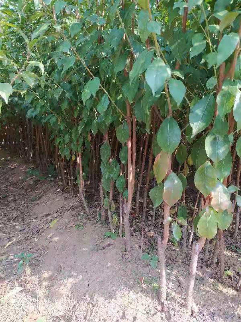 【保证成活】平头红宝石李苗，品质优良，基地直销，提供技术指导