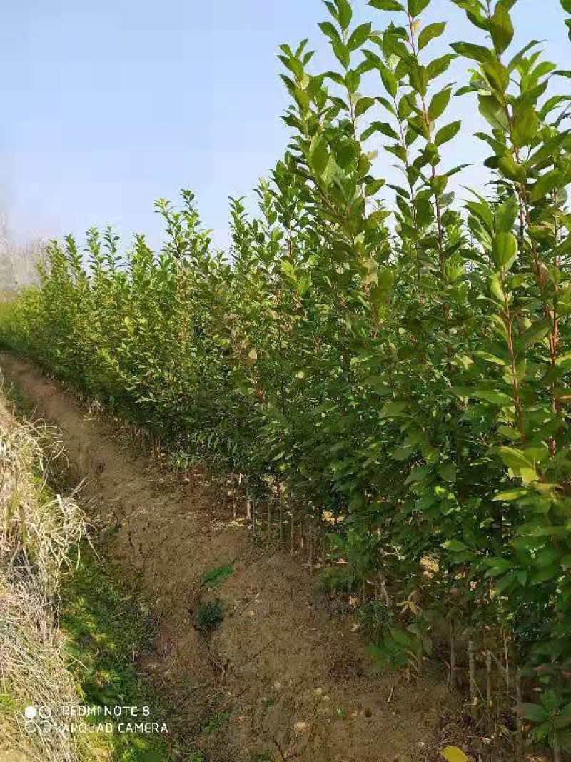 【保证成活】平头红宝石李苗，品质优良，基地直销，提供技术指导