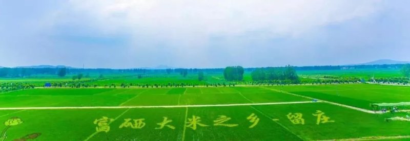 富硒香粳稻