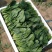 【精品】大叶菠菜，山东惠民万亩菠菜基地，大量供货！