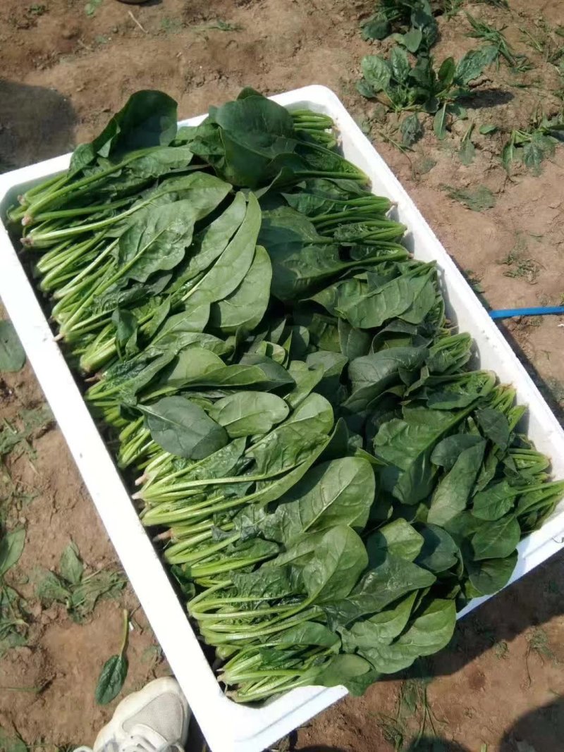 【精品】大叶菠菜，山东惠民万亩菠菜基地，大量供货！