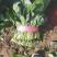 【精品】大叶菠菜，山东惠民万亩菠菜基地，大量供货！