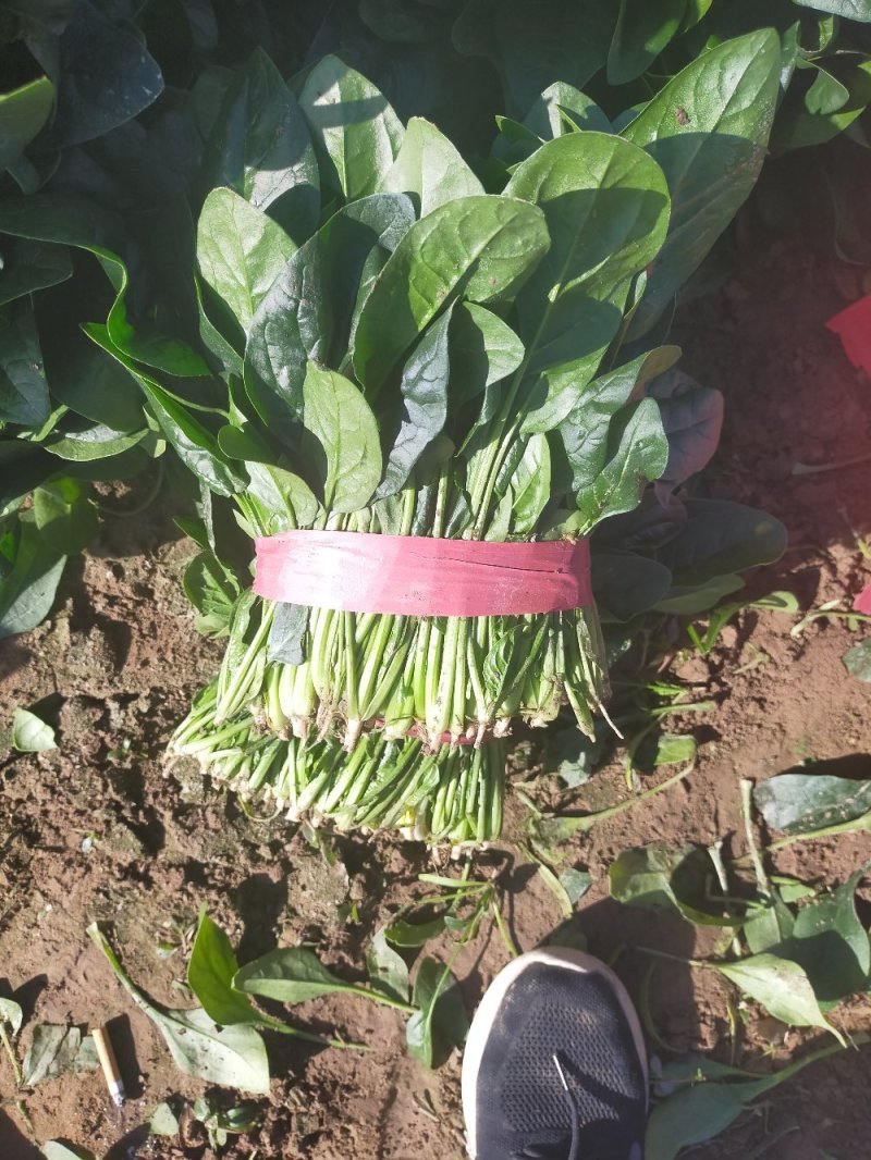 【精品】大叶菠菜，山东惠民万亩菠菜基地，大量供货！