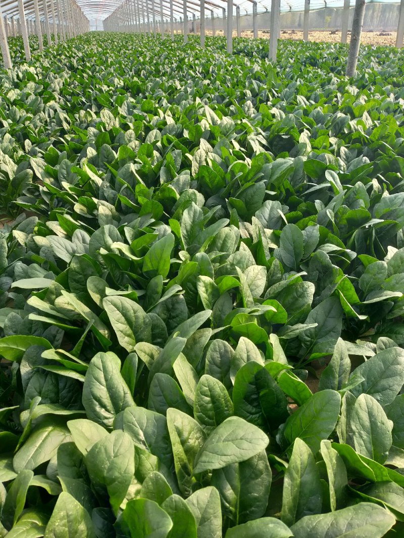 【精品】大叶菠菜，山东惠民万亩菠菜基地，大量供货！