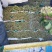 【精品】大叶菠菜，山东惠民万亩菠菜基地，大量供货！