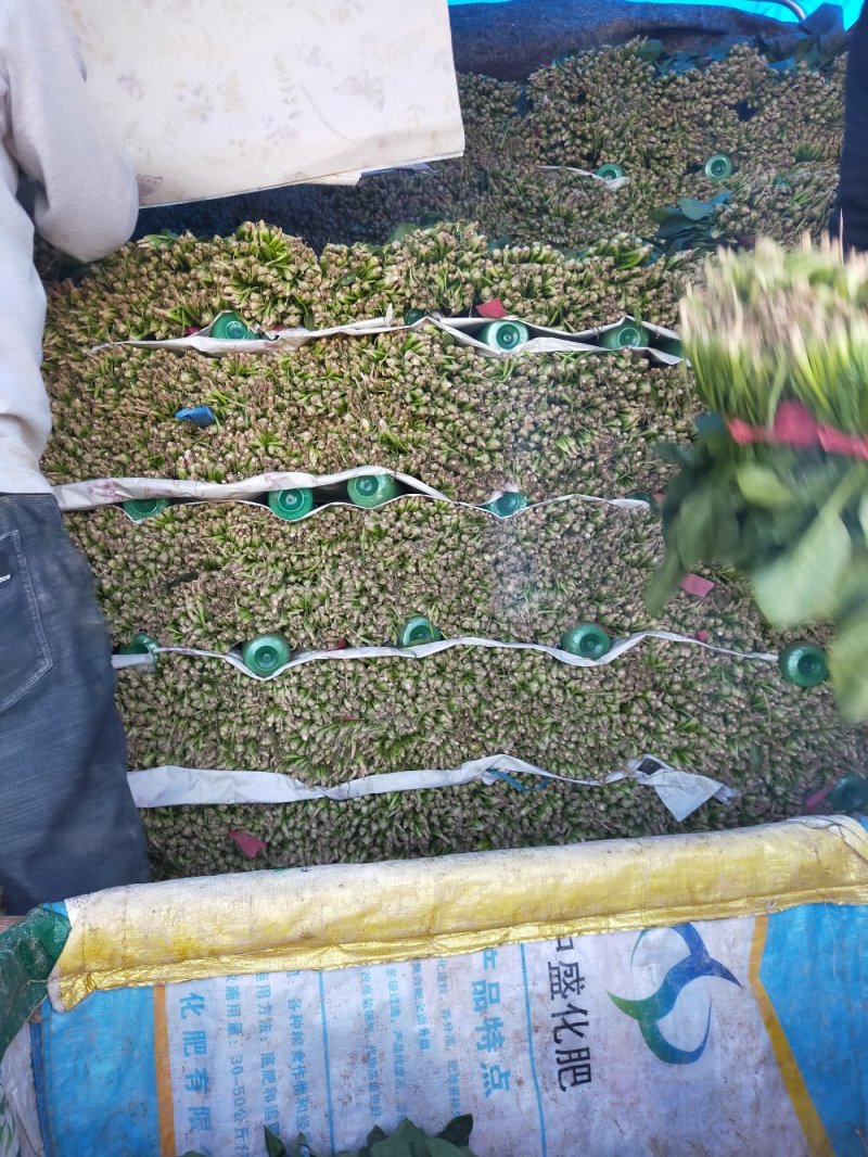【精品】大叶菠菜，山东惠民万亩菠菜基地，大量供货！
