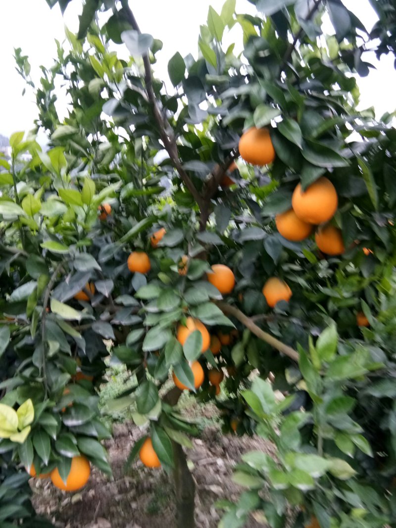奉节脐橙