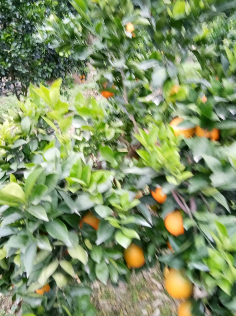 奉节脐橙