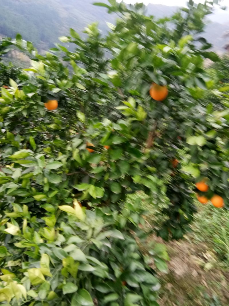 奉节脐橙