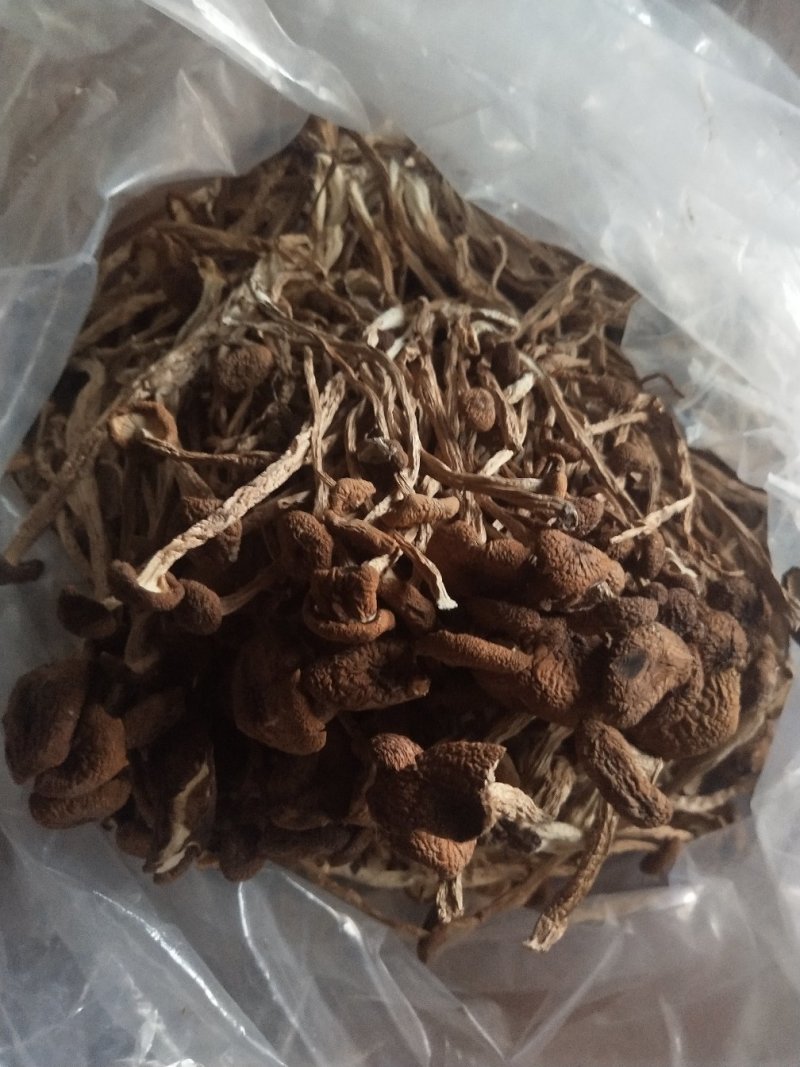 古田5号茶树菇不开伞量大运费商议请按购买数量拍否则不发货
