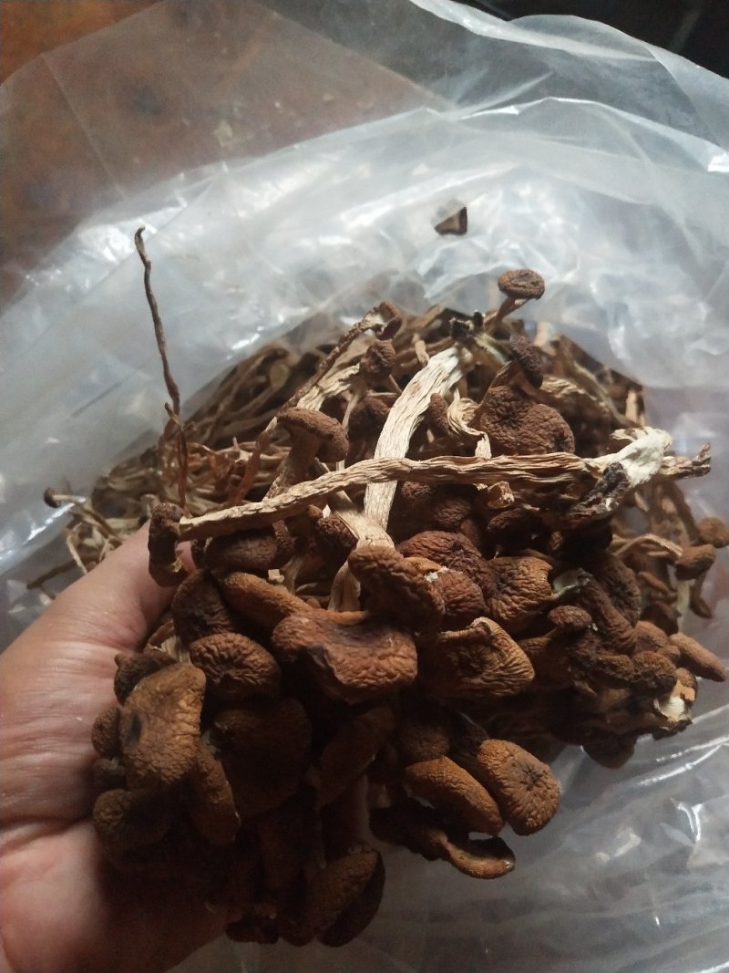 古田5号茶树菇不开伞量大运费商议请按购买数量拍否则不发货