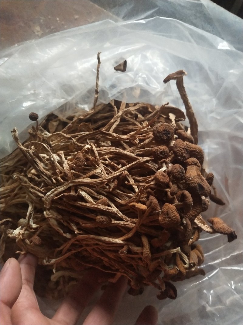 古田5号茶树菇不开伞量大运费商议请按购买数量拍否则不发货
