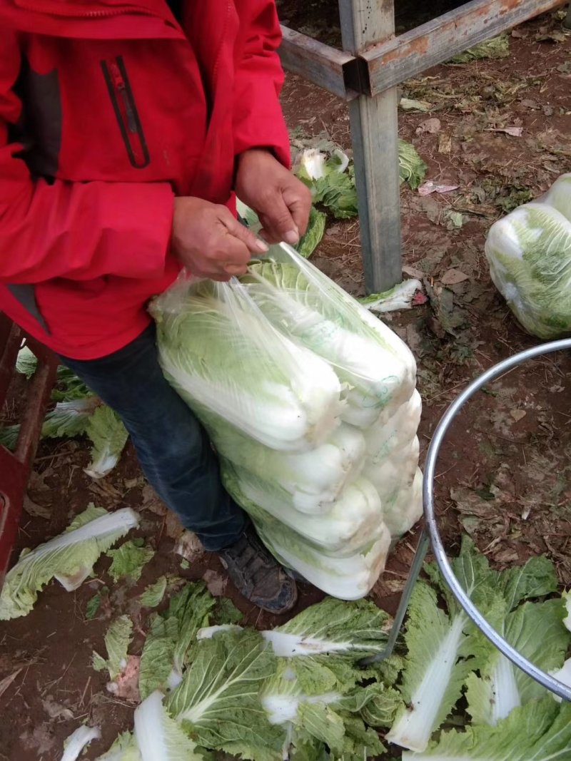 白菜北京三号基地大量上市供应，质量不错，价钱便宜。