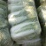 白菜北京三号基地大量上市供应，质量不错，价钱便宜。