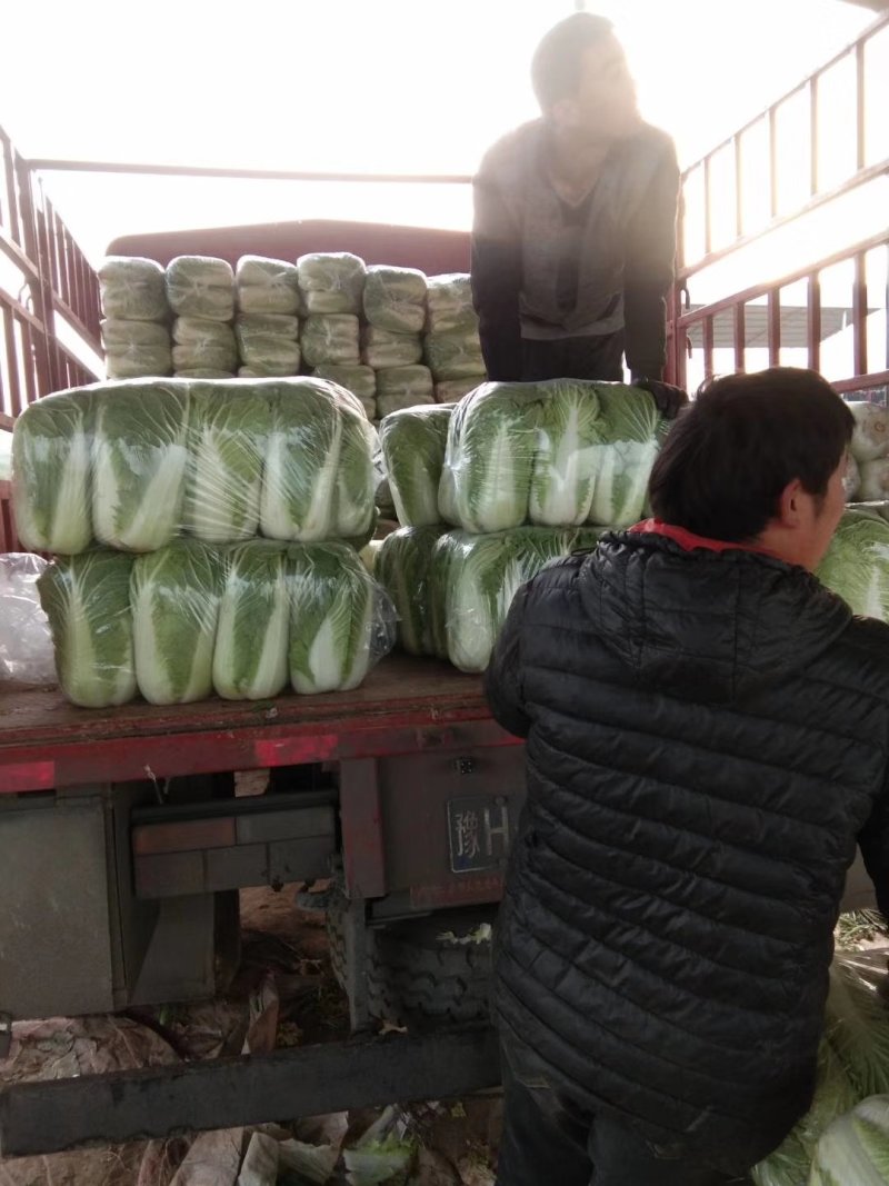 白菜北京三号基地大量上市供应，质量不错，价钱便宜。