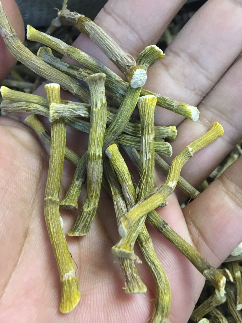 （25年新货）铁皮石斛寸金条产地批发，化渣多胶
