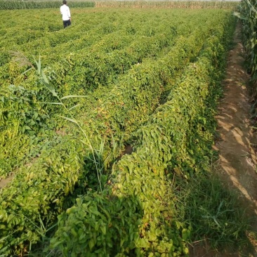 大量出售山药苗