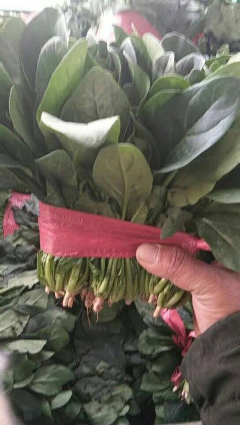 菠菜大叶菠菜，小根菠菜25~30厘米，蔬菜滞销了