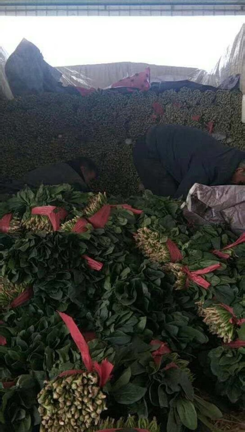 菠菜大叶菠菜，小根菠菜25~30厘米，蔬菜滞销了