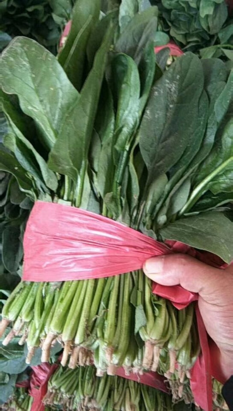 菠菜大叶菠菜，小根菠菜25~30厘米，蔬菜滞销了