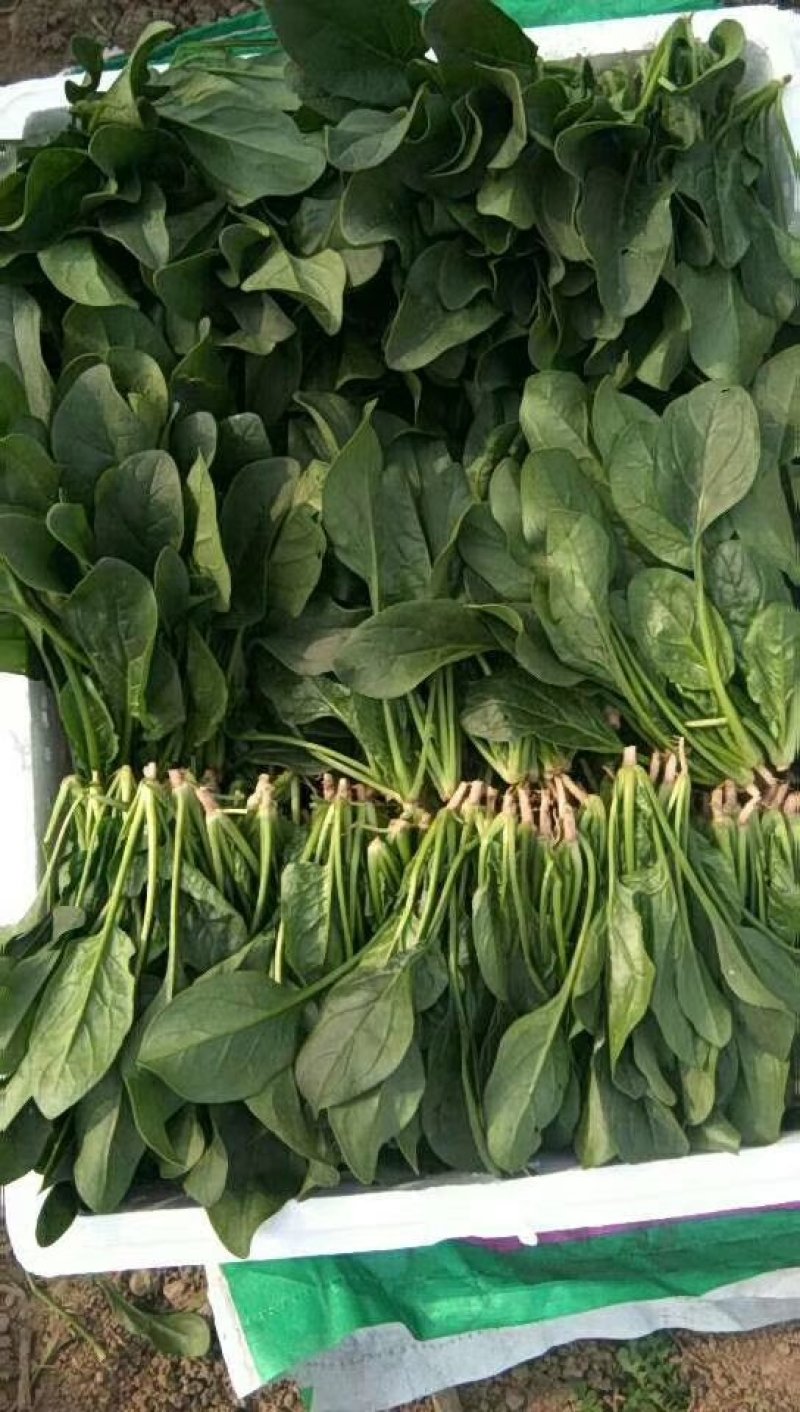 菠菜大叶菠菜，小根菠菜25~30厘米，蔬菜滞销了