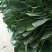 菠菜大叶菠菜，小根菠菜25~30厘米，蔬菜滞销了