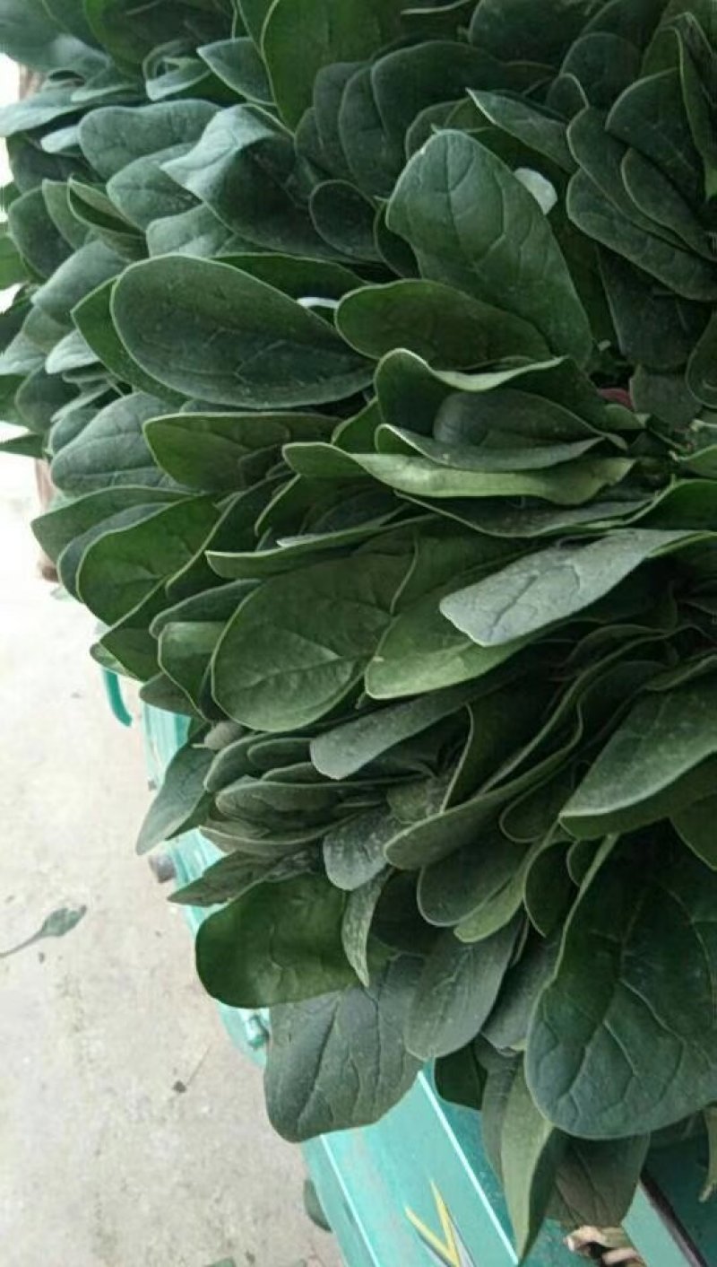 菠菜大叶菠菜，小根菠菜25~30厘米，蔬菜滞销了
