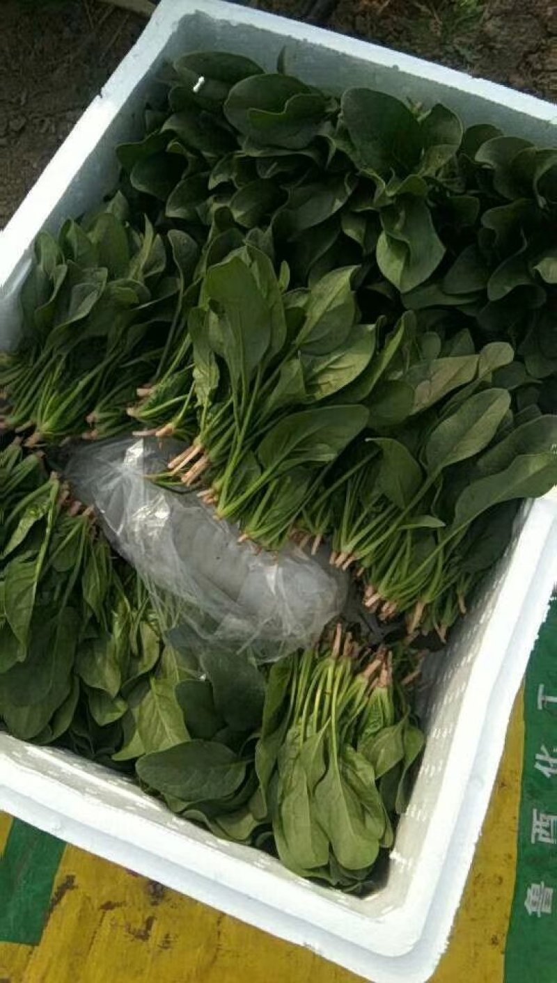 菠菜大叶菠菜，小根菠菜25~30厘米，蔬菜滞销了
