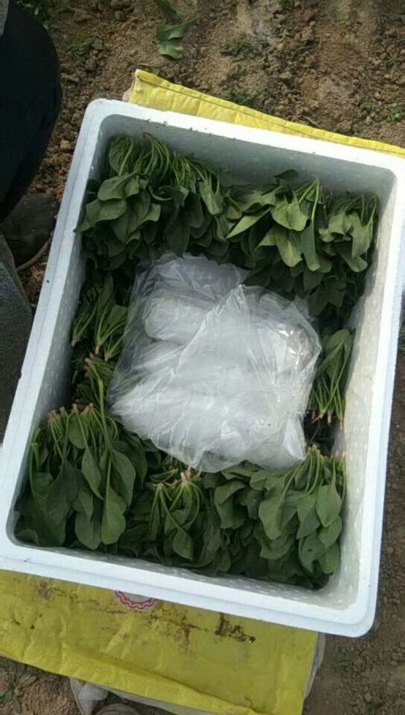 菠菜大叶菠菜，小根菠菜25~30厘米，蔬菜滞销了