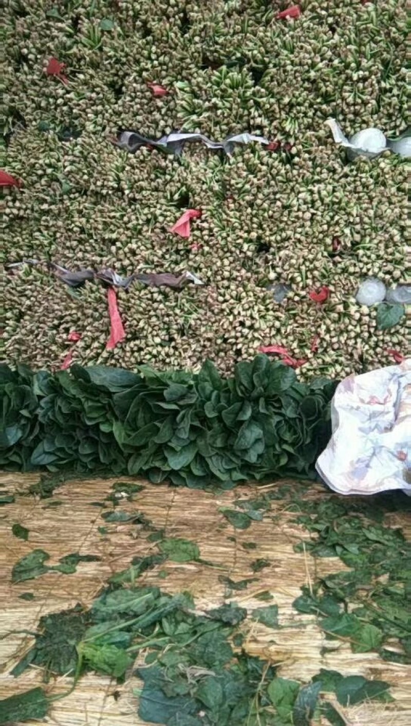 菠菜大叶菠菜，小根菠菜25~30厘米，蔬菜滞销了