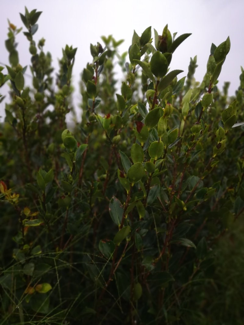 茶籽树苗，高产嫁接油茶苗，质量保证，价格优惠