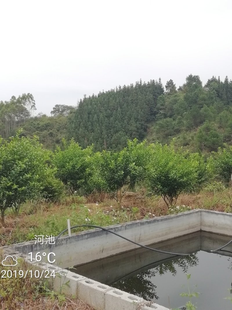 广东小叶金葵砂糖橘枝条