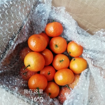 广东小叶金葵砂糖橘枝条