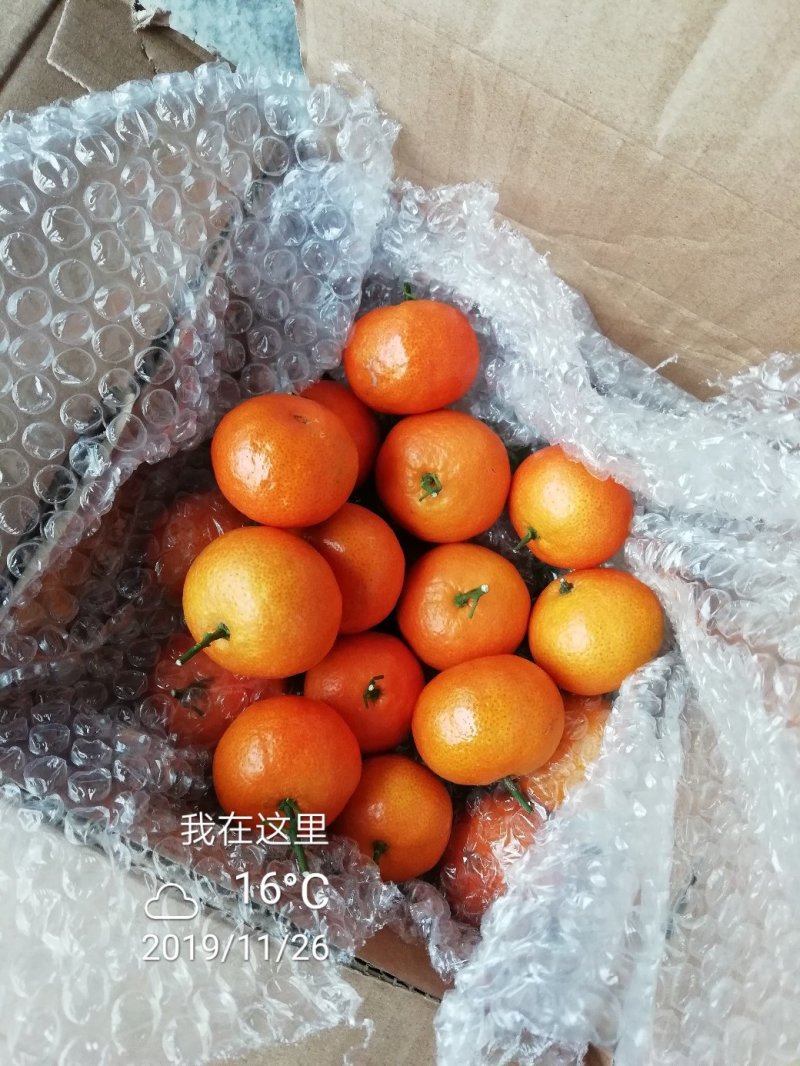 广东小叶金葵砂糖橘枝条