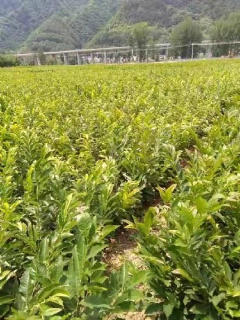 板栗苗，油栗基地种植，大量批发板栗苗，油栗苗，