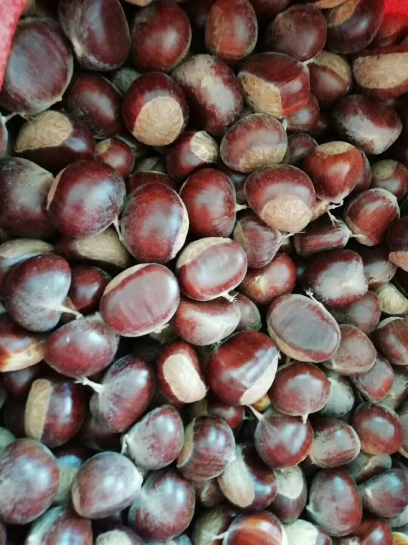 板栗苗，油栗基地种植，大量批发板栗苗，油栗苗，