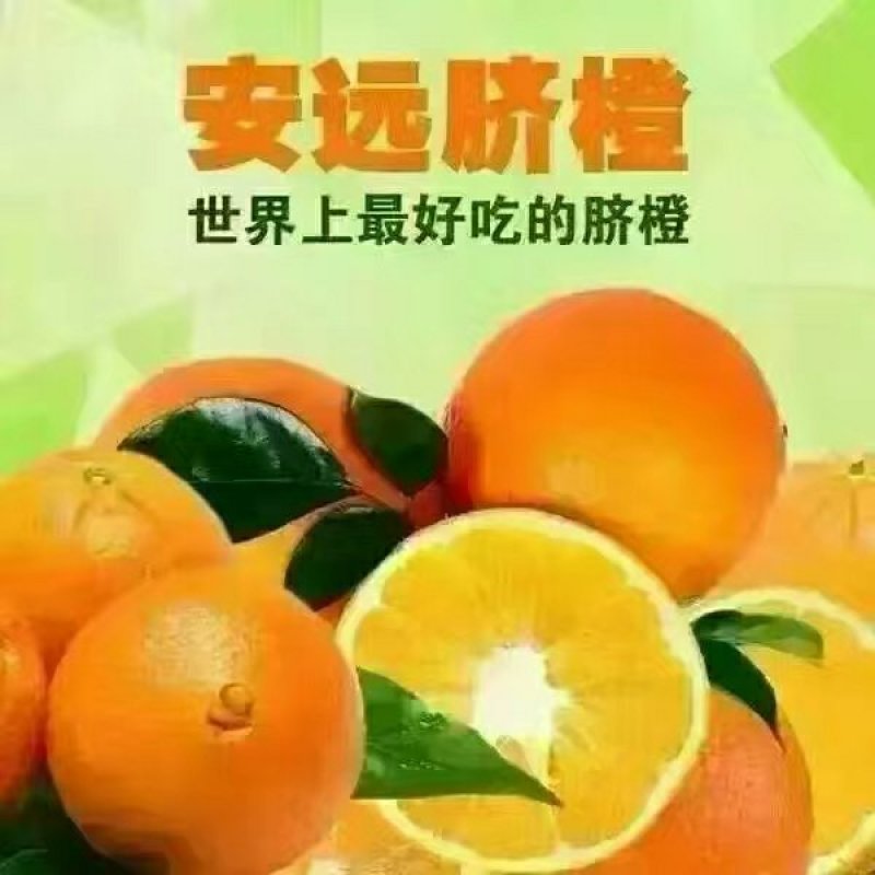 赣南脐橙