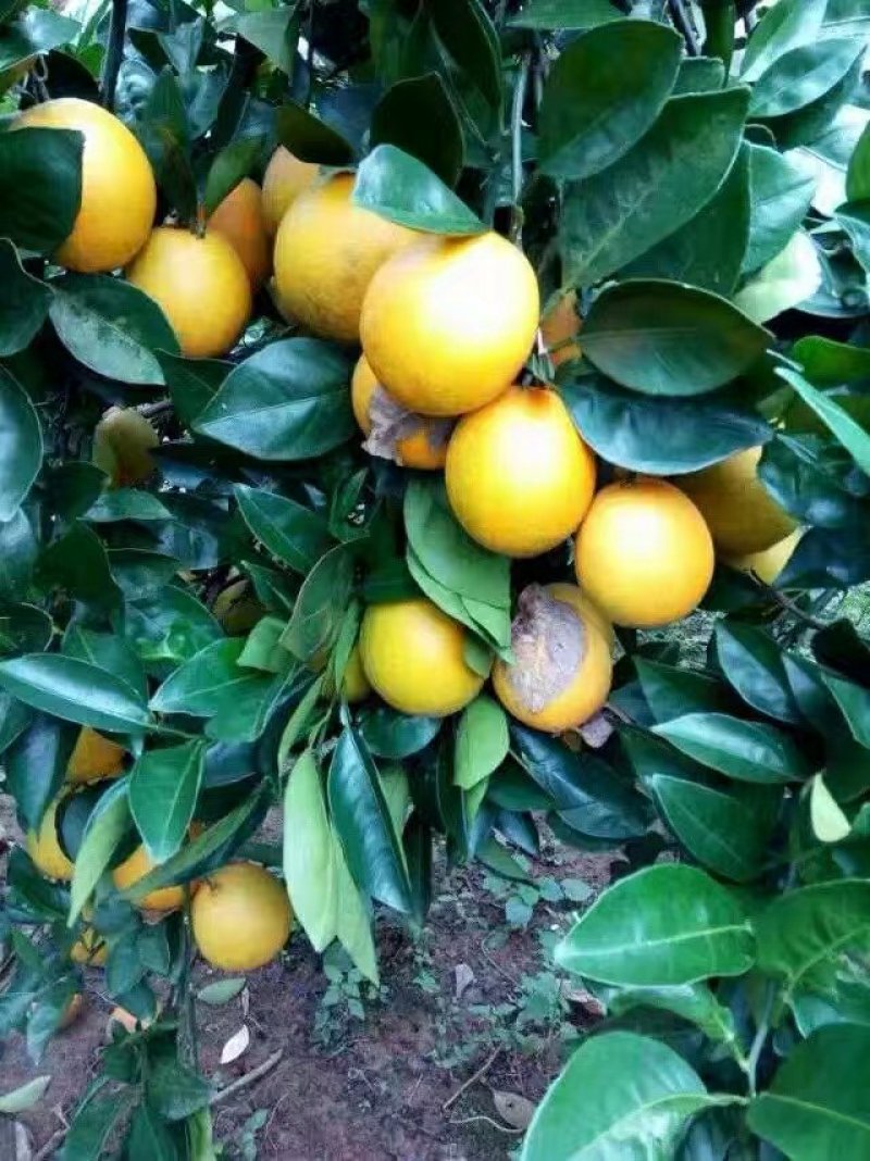 赣南脐橙
