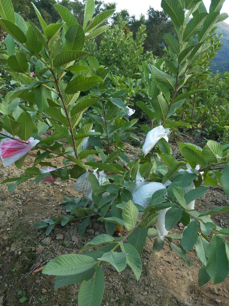 台湾红心芭乐苗，番石榴，西瓜芭乐苗【袋苗】