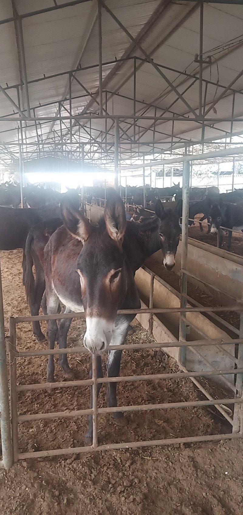 肉驴苗德州驴育肥驴小驴驹价格优惠