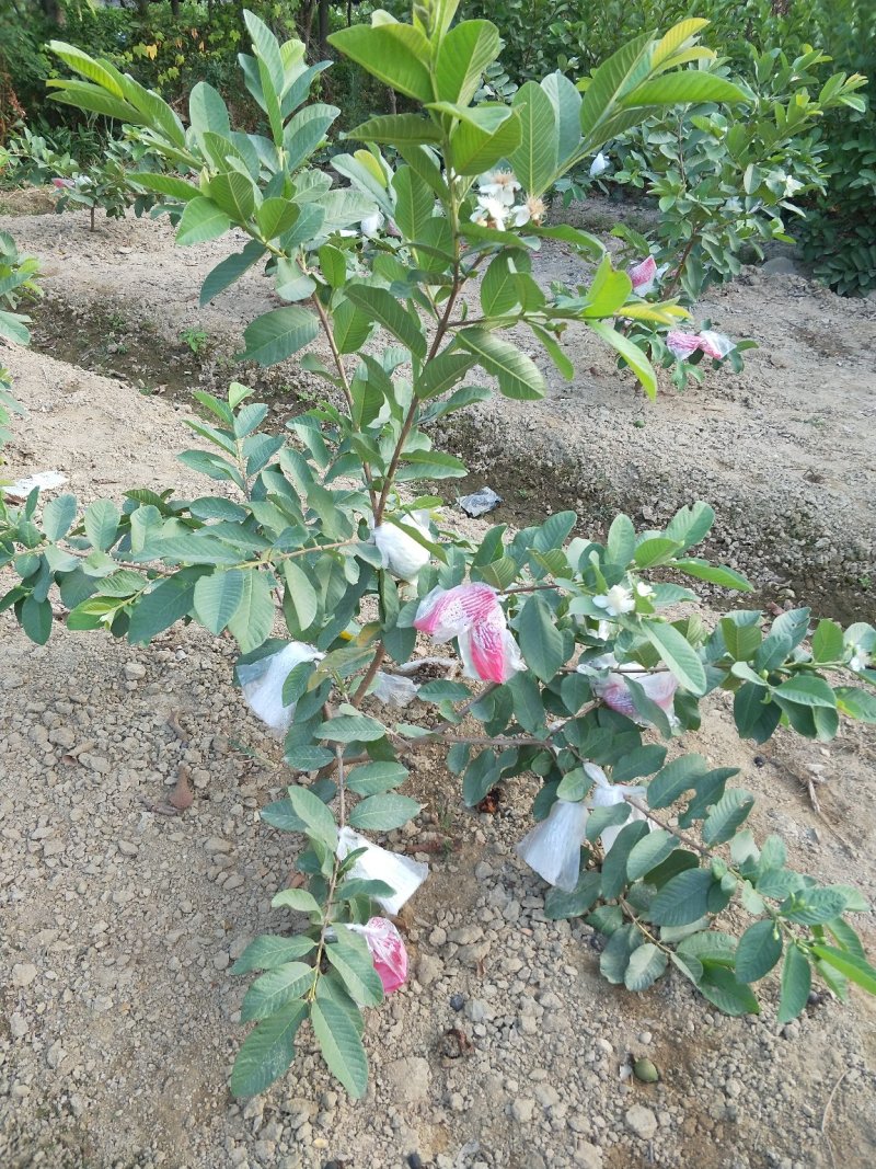 帝王白心芭乐苗，四季梨，番石榴苗