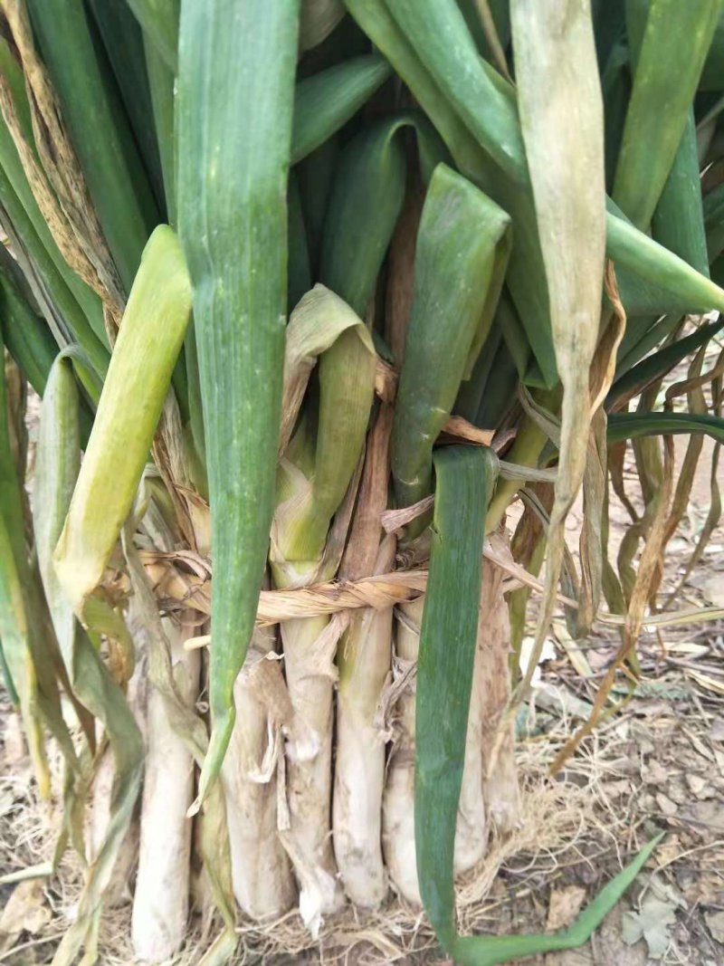 旱地大葱35cm_40cm