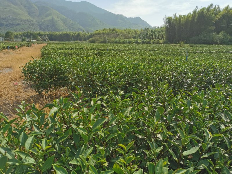 英红九号红茶，可代工生产