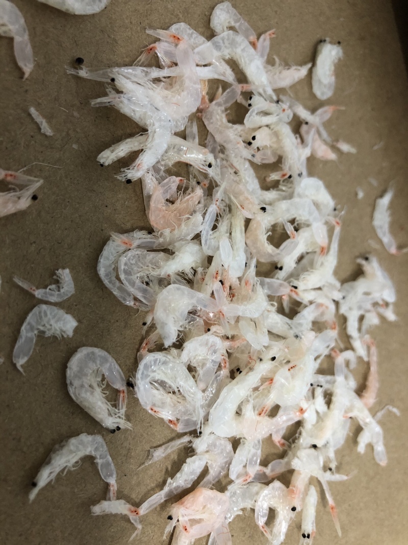 淡干虾皮霞浦特产一件代发批发