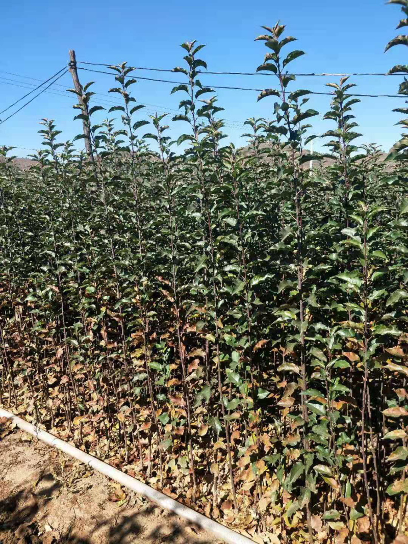 望香红苹果苗、甘甜可口、大果个一斤左右，能达到20多个糖