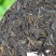 普洱茶生茶易武古树茶357克