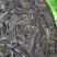 普洱茶生茶易武古树茶357克